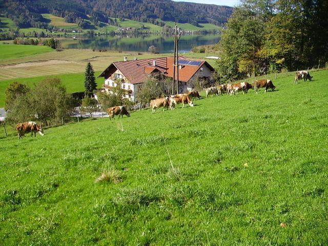 Bauernhof Kasleitner Villa Zell am Moos Luaran gambar