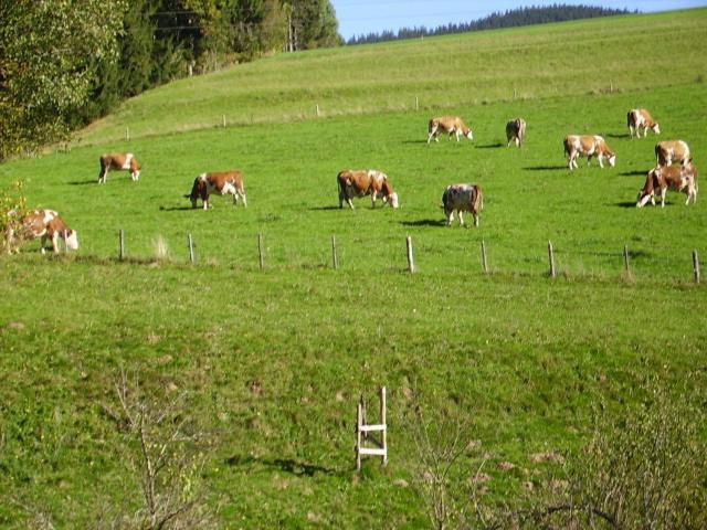 Bauernhof Kasleitner Villa Zell am Moos Luaran gambar